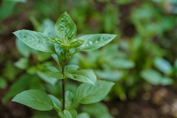 Comment faire ses produits ménagers écologiques ?